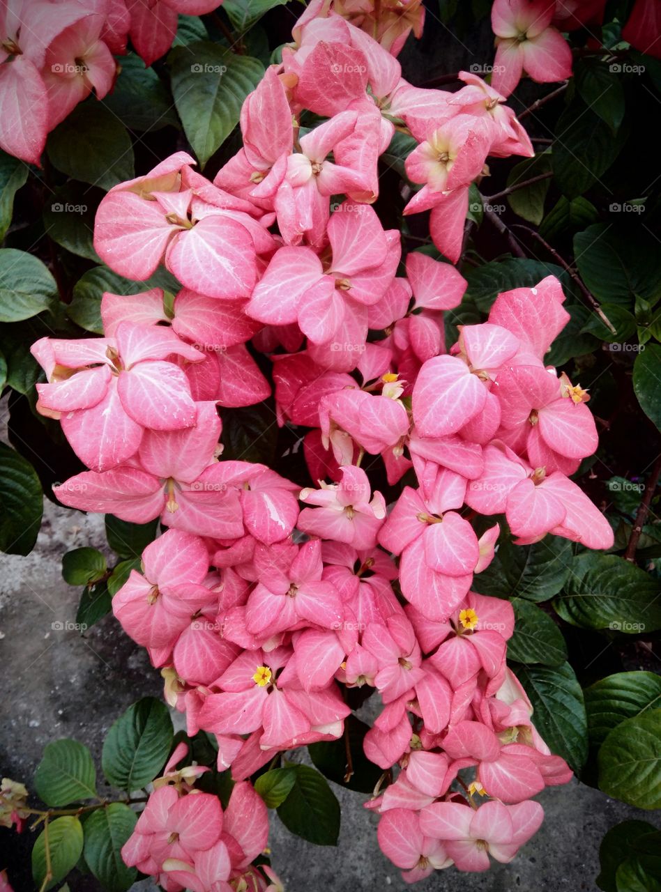 “A flower cannot blossom without sunshine, and man cannot live without love.”