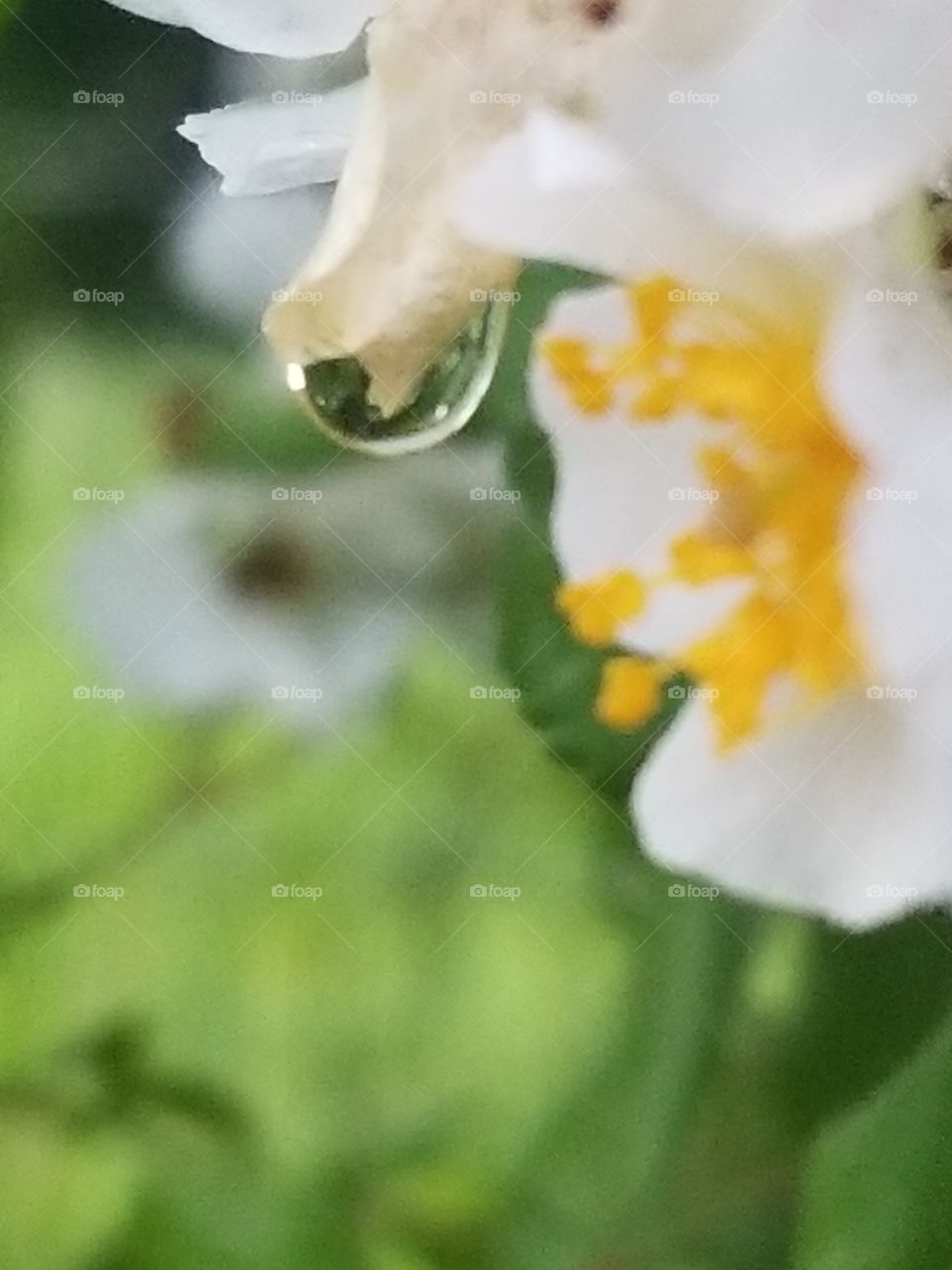 water drop