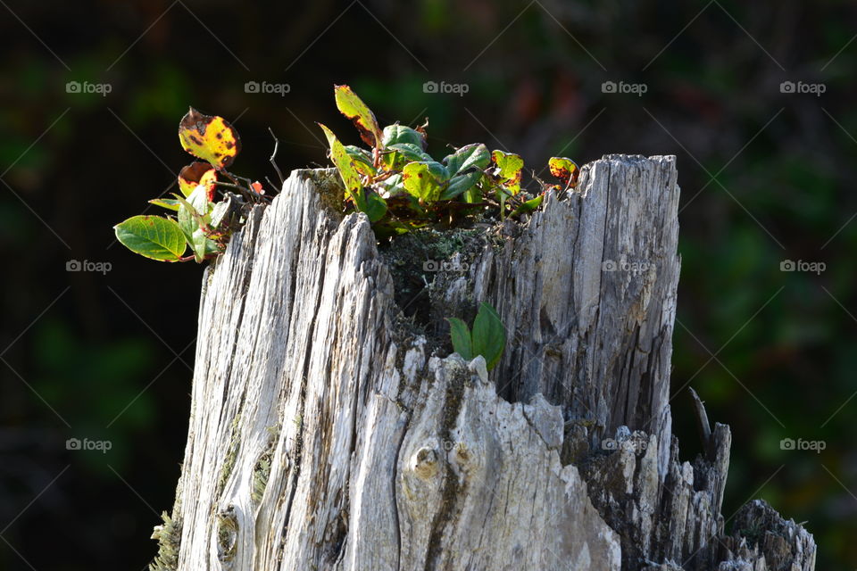 New growth living in a dead log