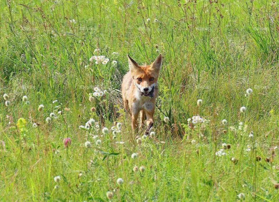 Fox in a summer meadow