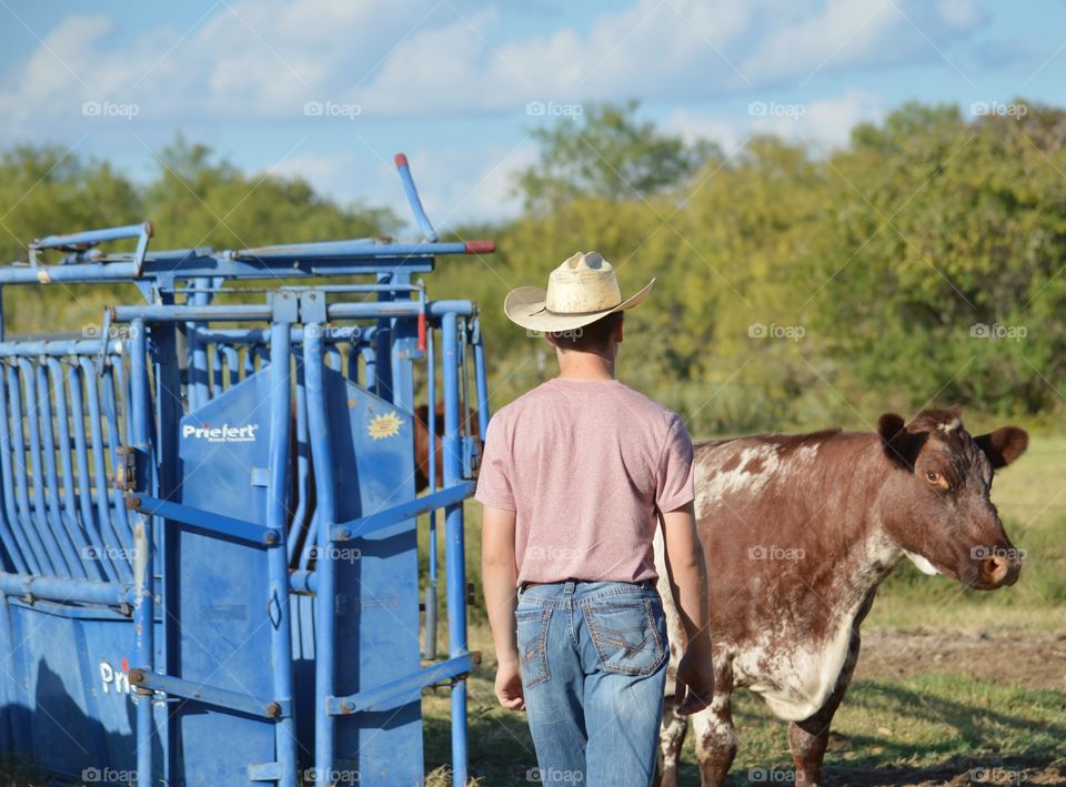 Cowboy and cow near head gate. 