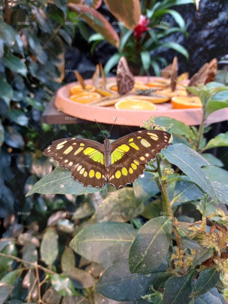 Beautiful Butterfly in the Garden