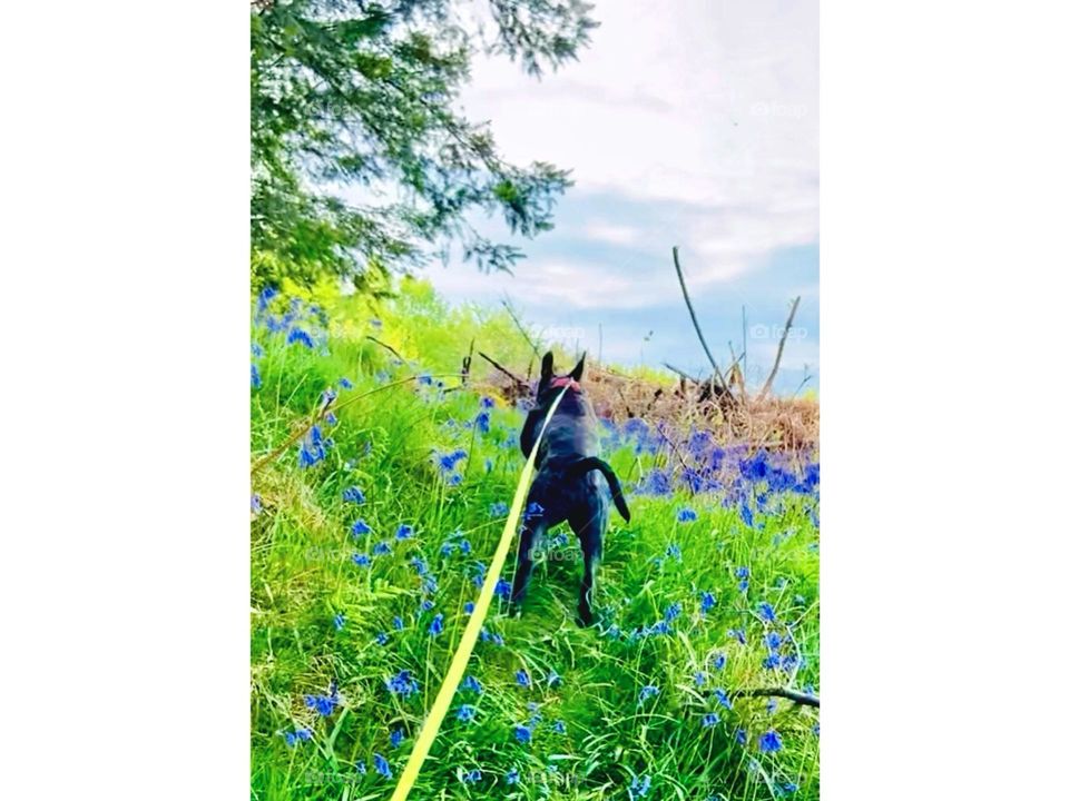 Just a staffy jumping through the bluebells 🏴󠁧󠁢󠁳󠁣󠁴󠁿