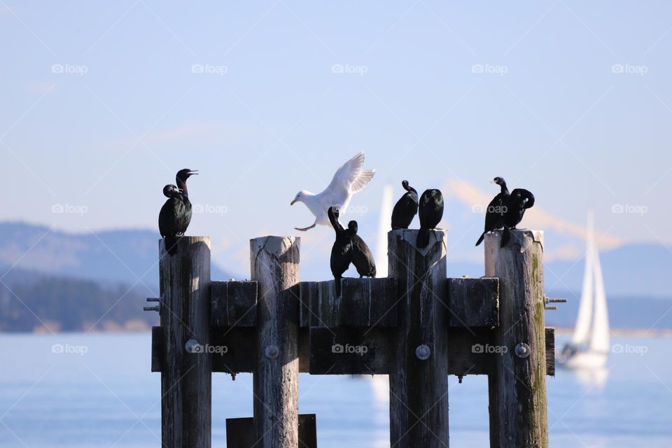 Cormorants and seagull 