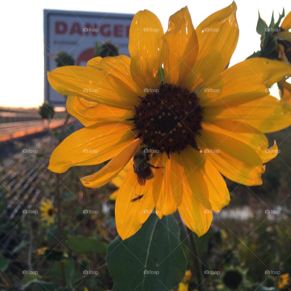 Bee, sunflower, railroad tracks 