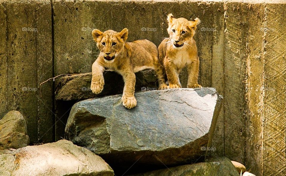 Lion Cubs