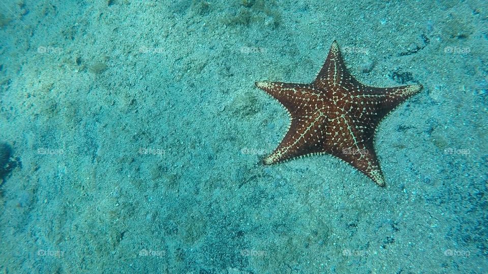 Starfish. Scuba Diving at Ilha Grande - RJ - Brasil