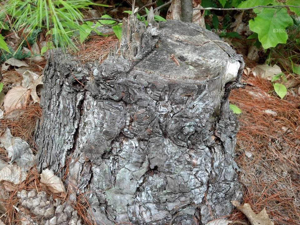 wood stump
