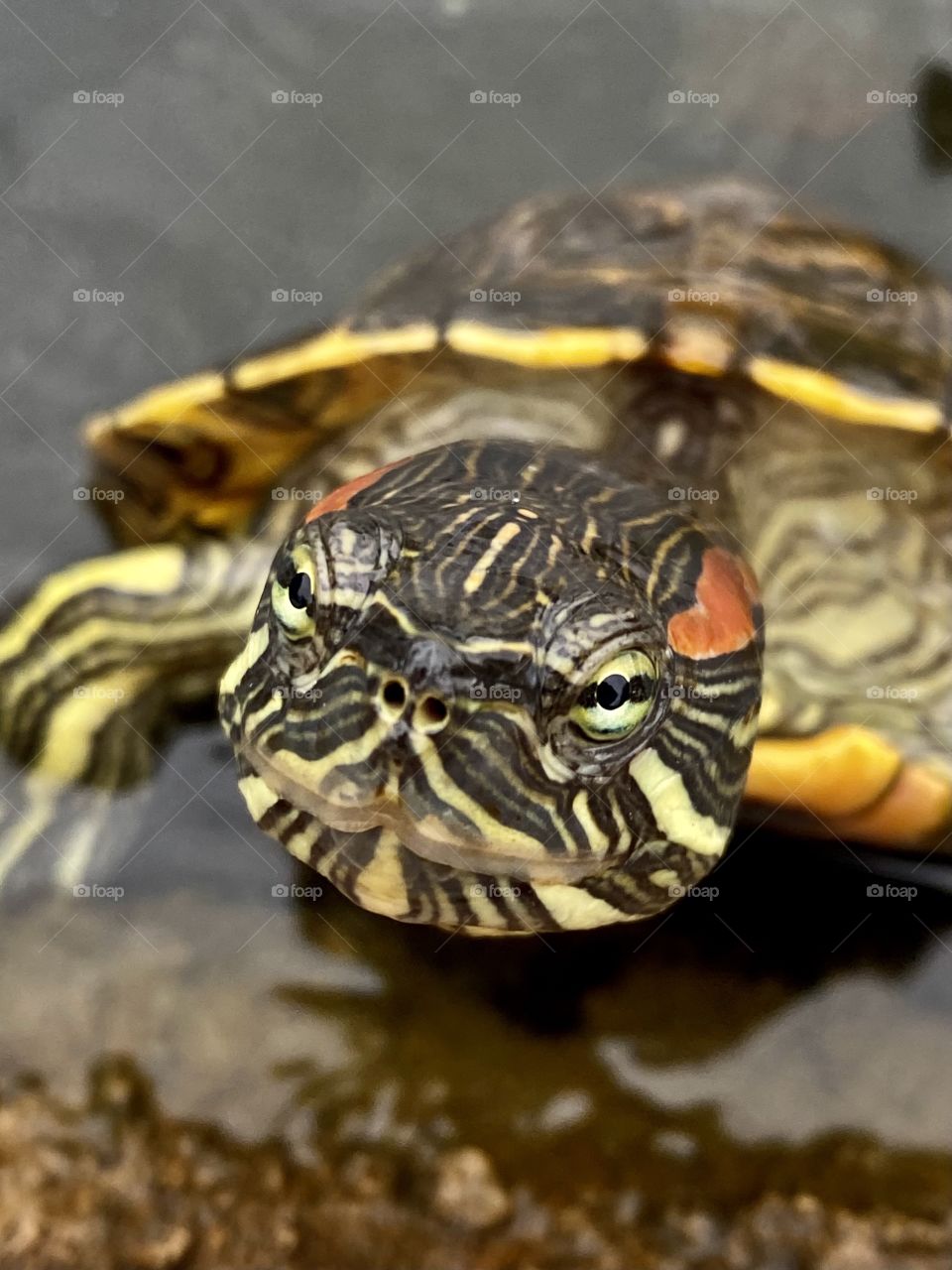 Red-eared Slider turtle sticking its face in the camera