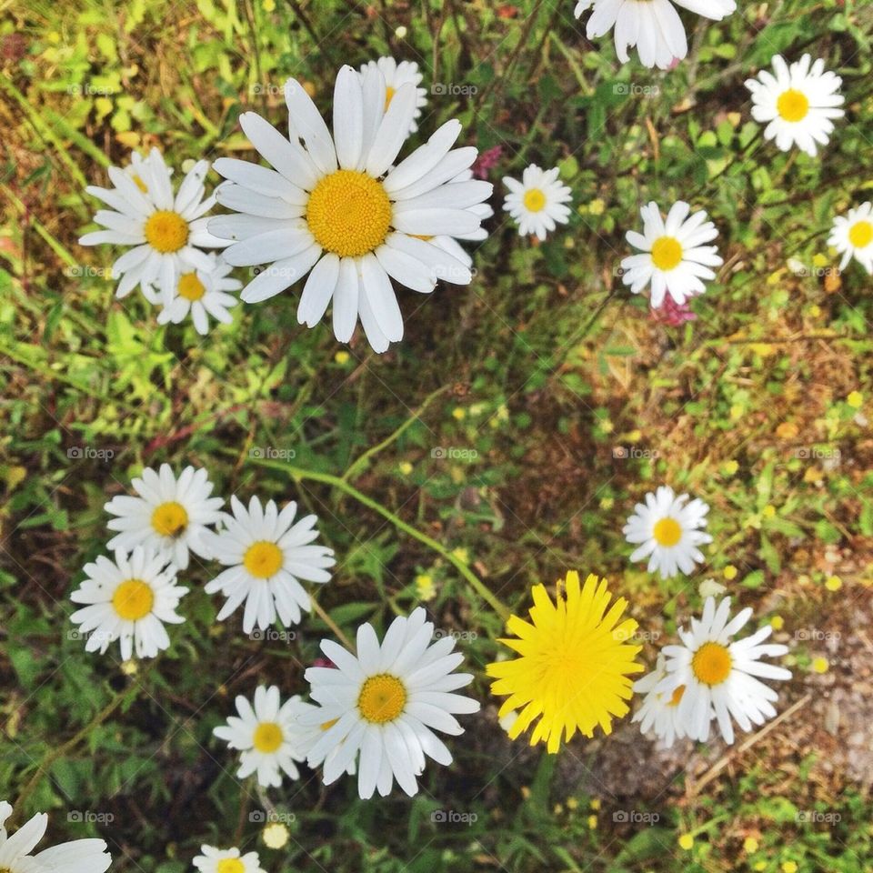 Close-up of daisies