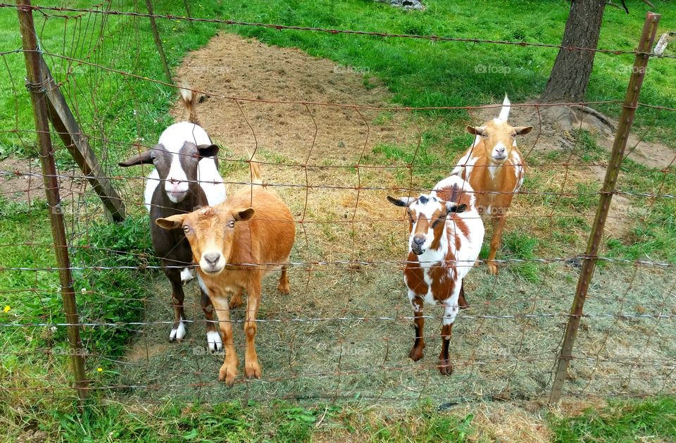 Oh Hey Goat. Out at Grandma's house, showing my baby what goats are. I think her cries intrigued them.