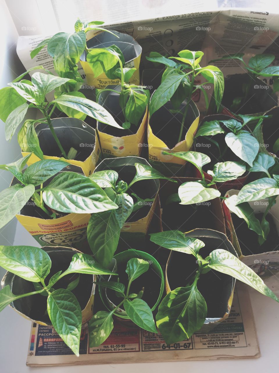 seedlings of peppers at home on the window