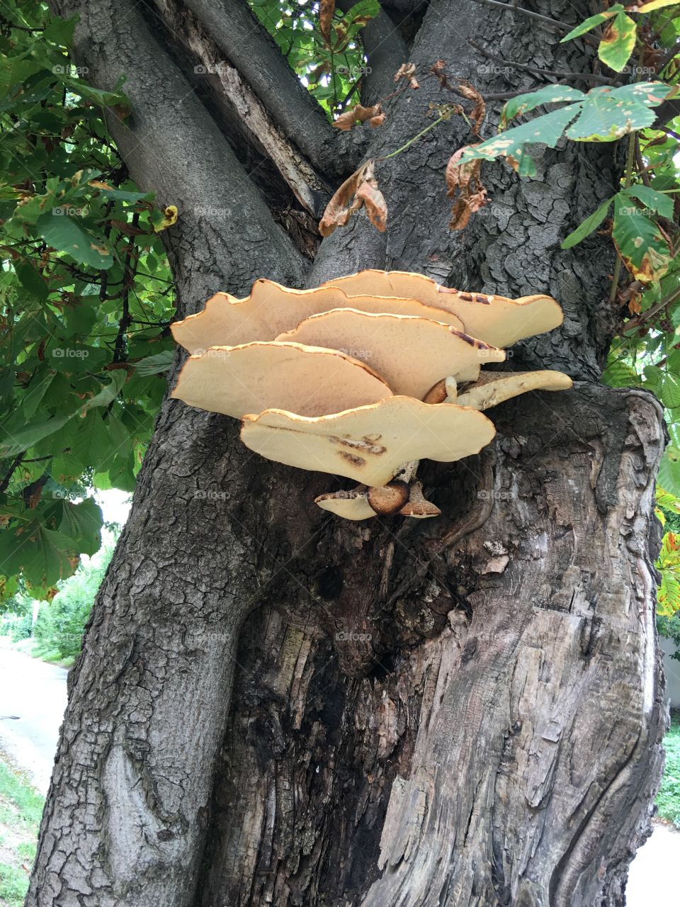 Mushrooms on a tree, Oyster mushroom