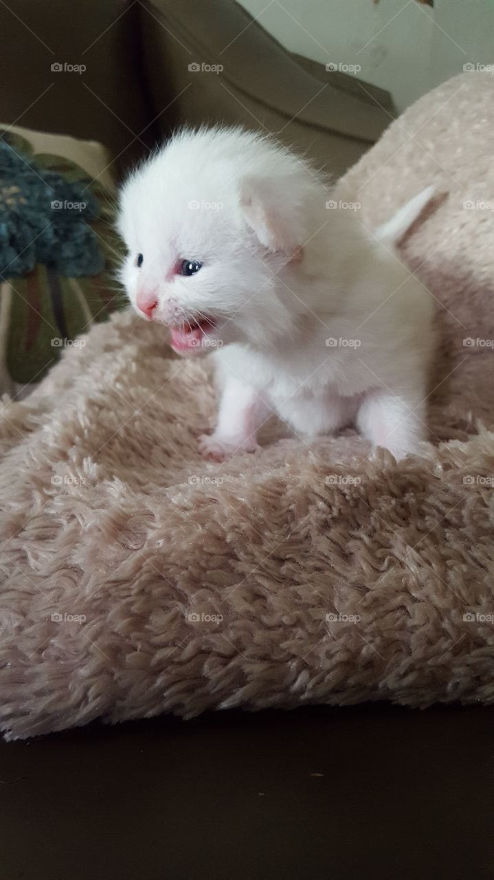 Kitten's meow looks like a roar!