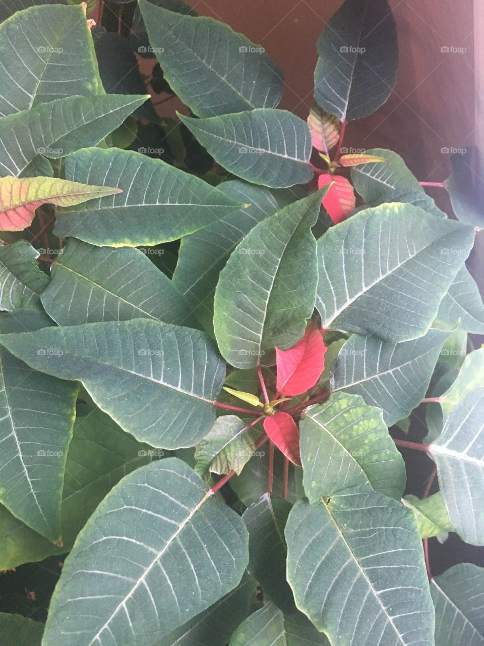 Poinsettia house plant 