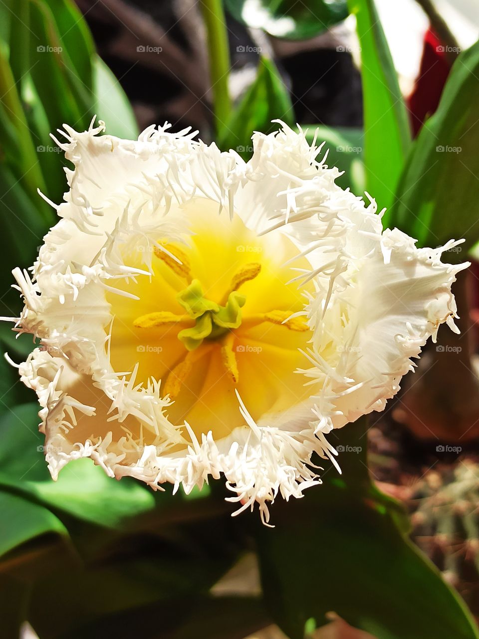 first song of spring. flower. tulip