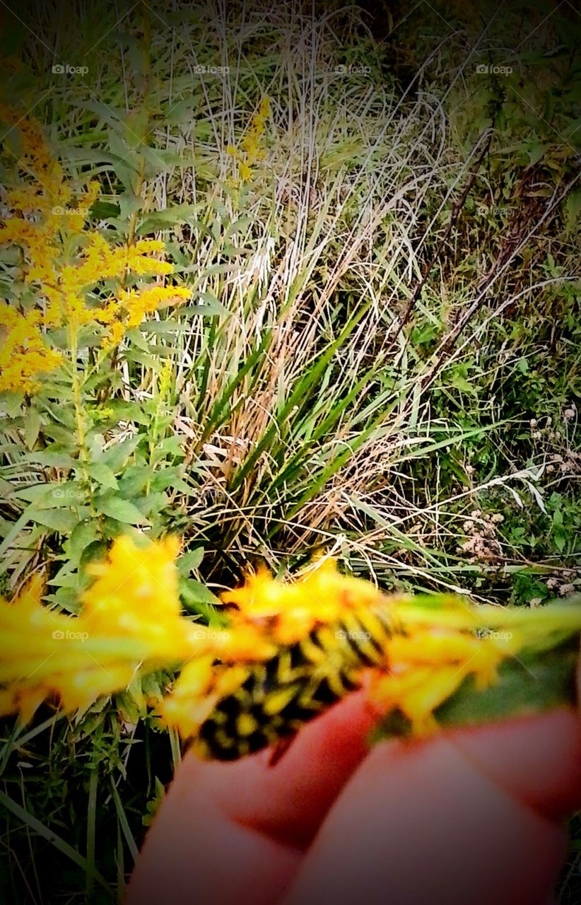 mystery beetle encounter