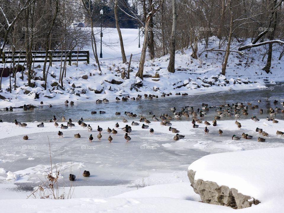 A group of ducks investigate the ice, on a local pond. They must be freezing! 