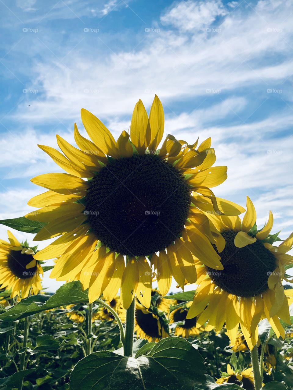 Sunflower blue sky sunflower farm in Pennsylvania USA 