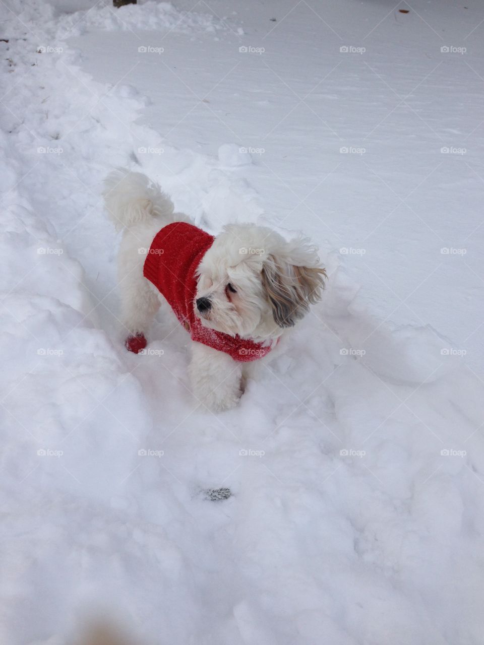 Cooper in winter. Dog in a sweater