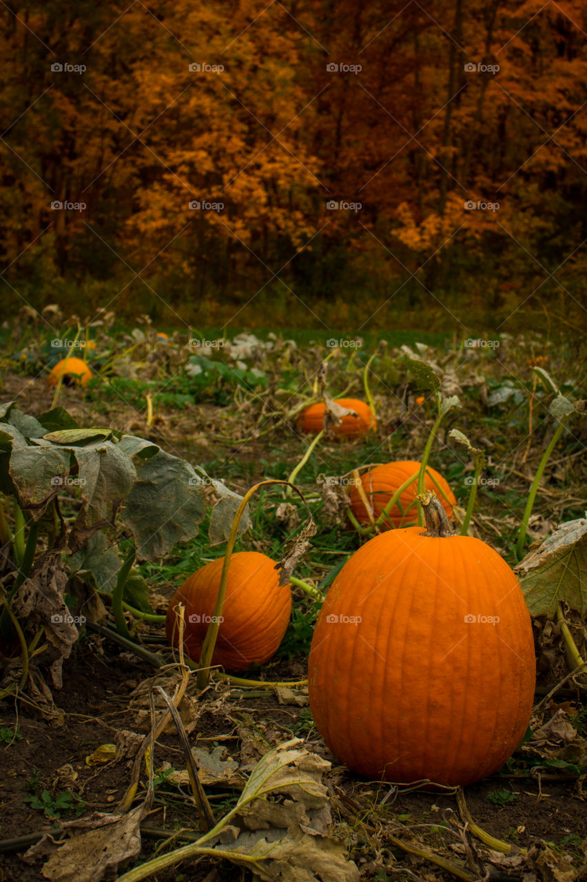 Pumpkin Picking