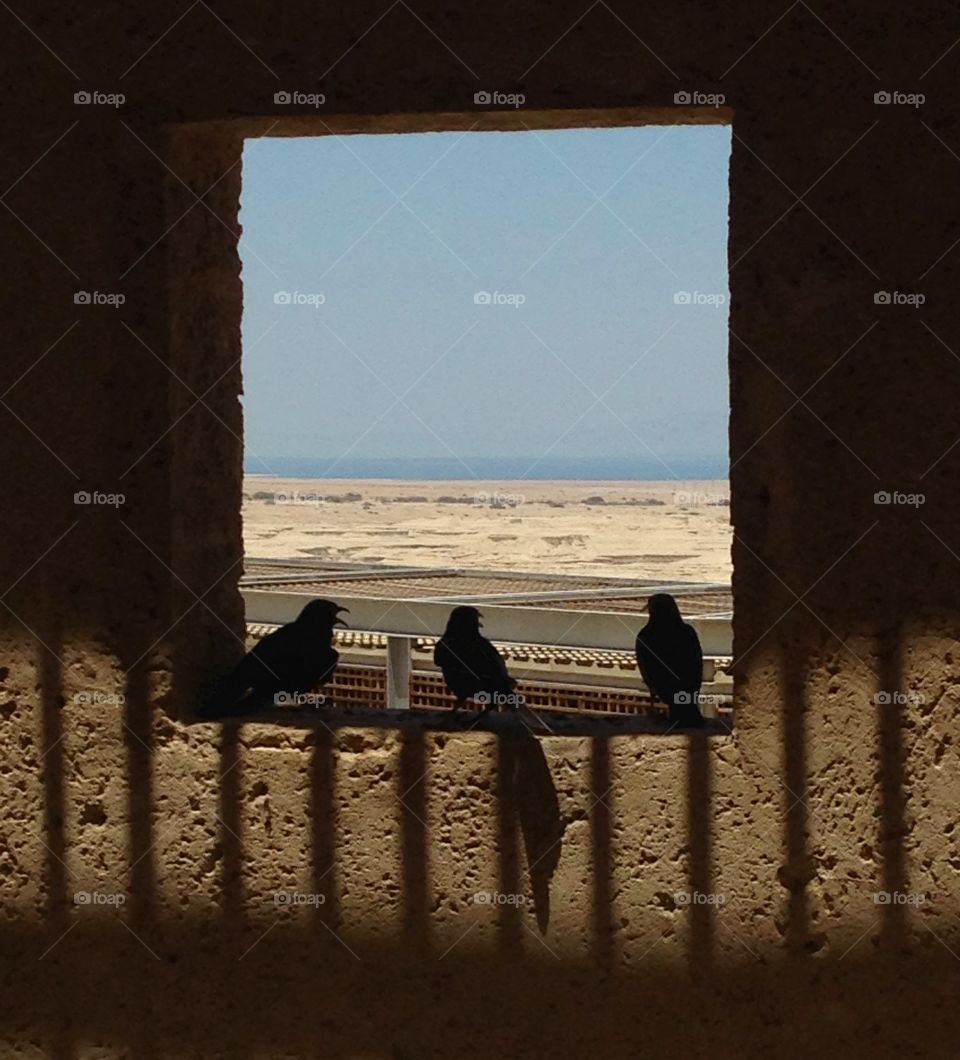 Birds . Birds sitting in a window on Masada, overlooking the Dead Sea in Israel