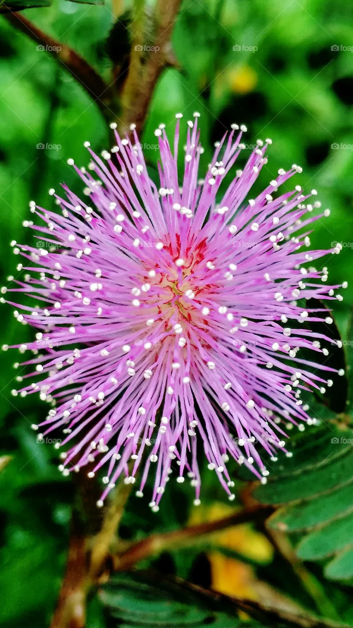 Mimosa