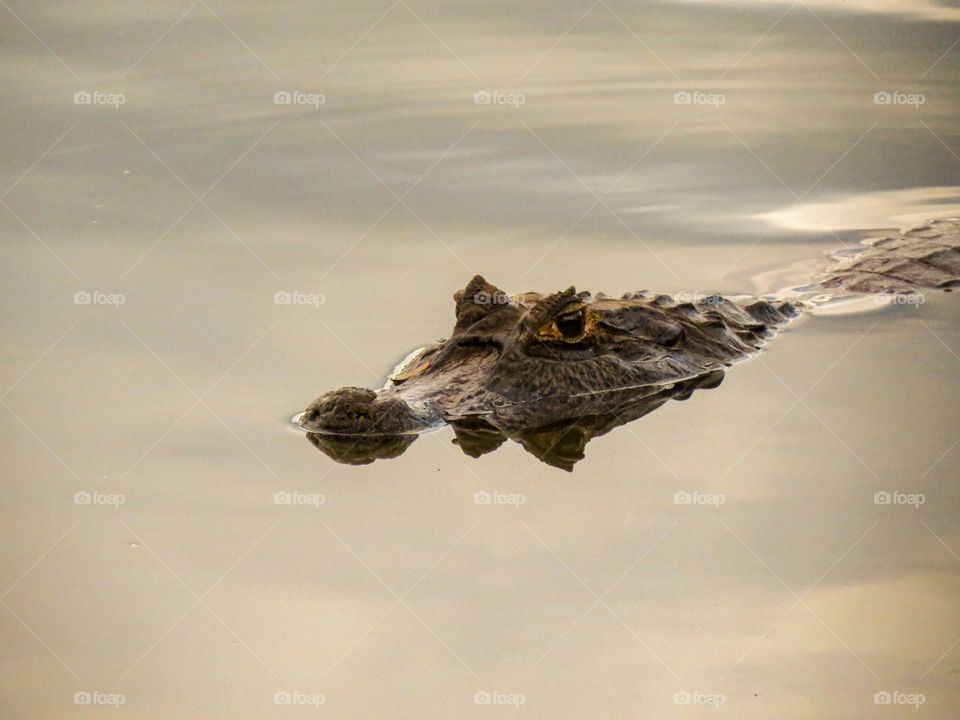 Jacaré flutuando tranquilamente em um fim de tarde de verão.