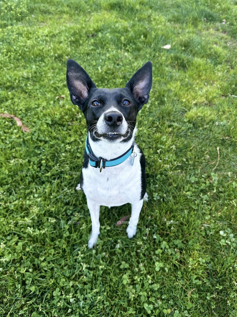 Happy dog curious 