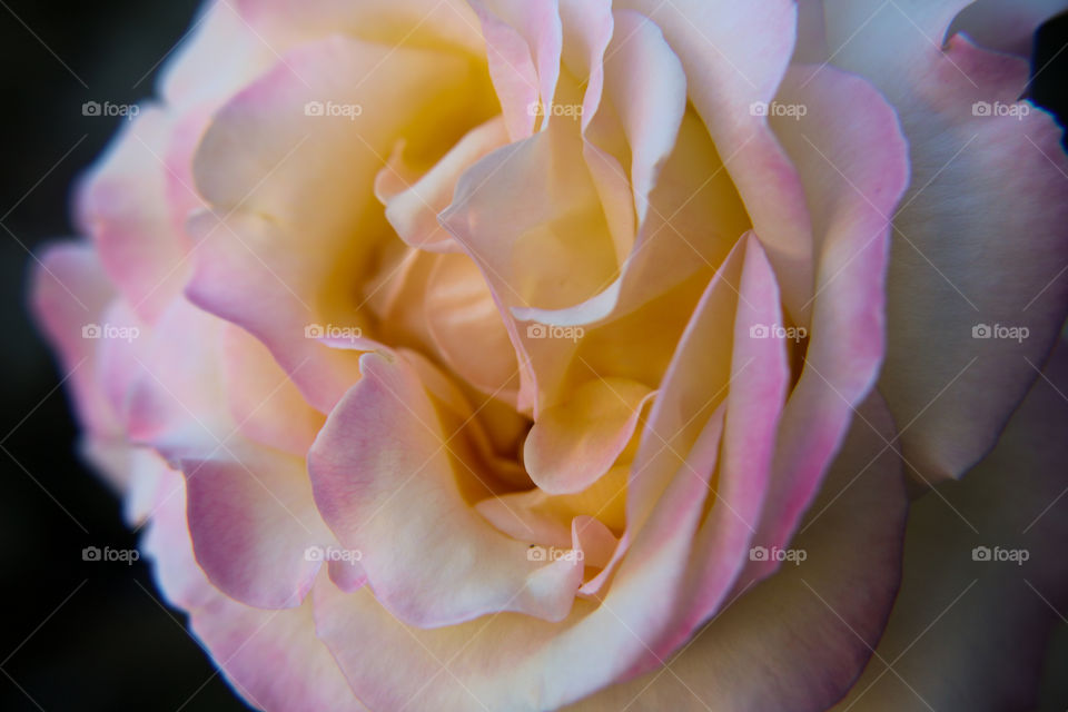 Multicolored rose closeup