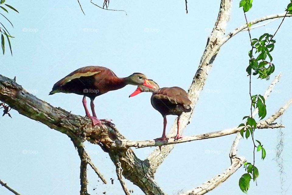 Black Bellied Whistling Ducks
