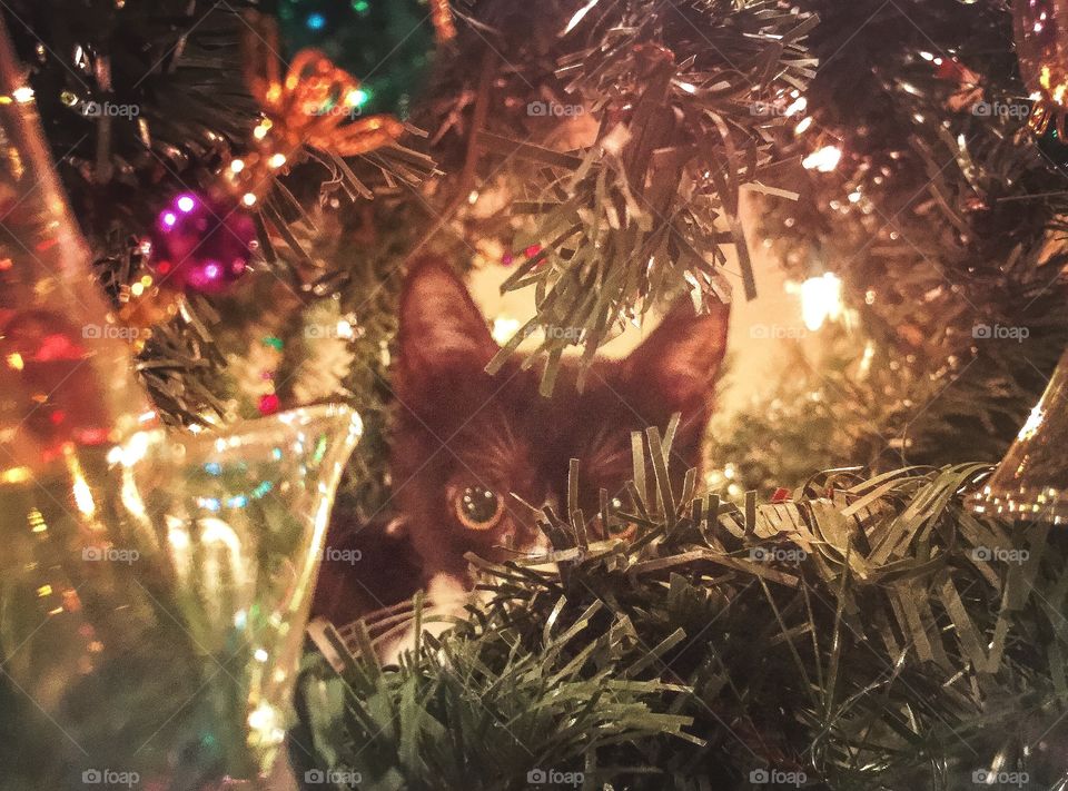 Christmas Kitten