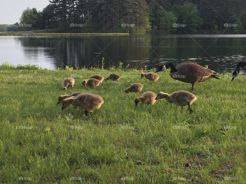 Goslings and their parents