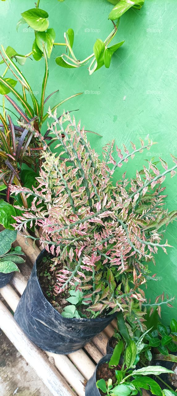 one type of euphorbia plant