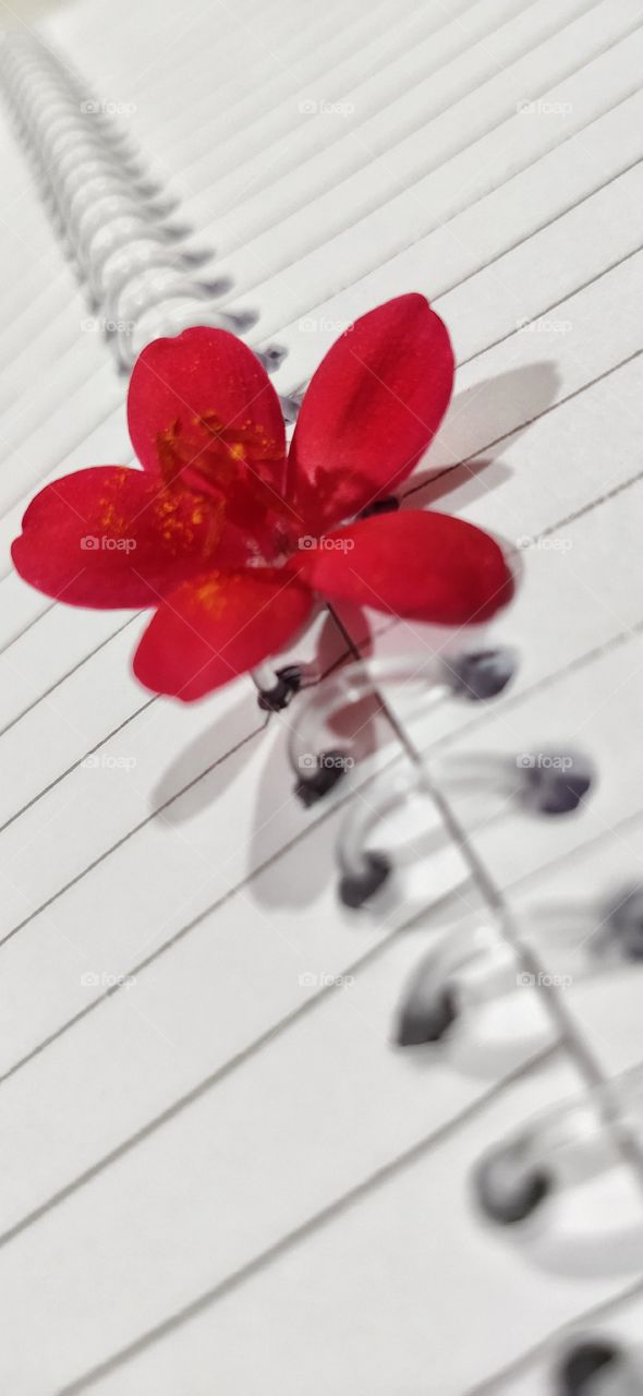 Bright white and red