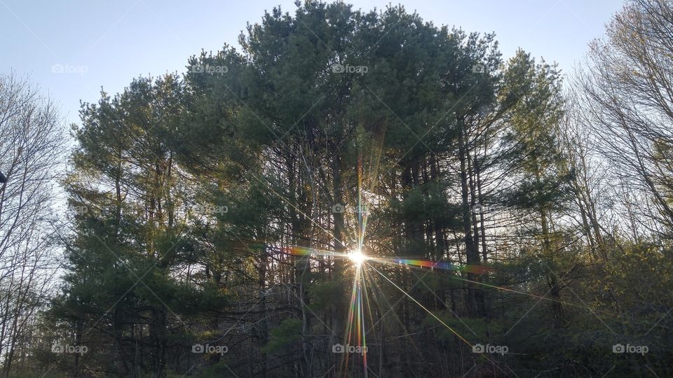 Sun flare coming through trees