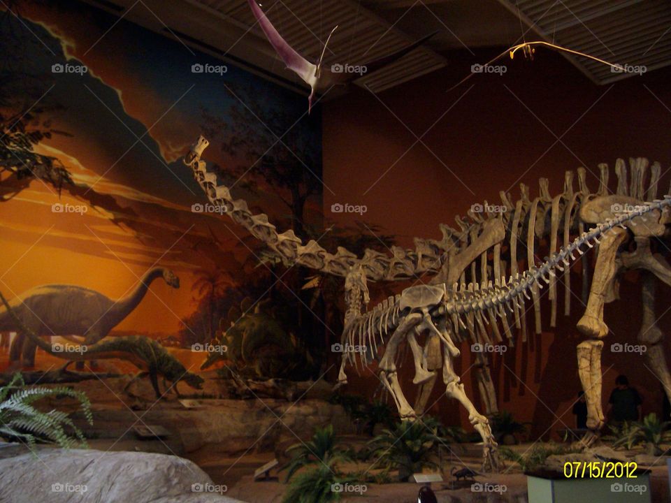 Dinosaur museum 