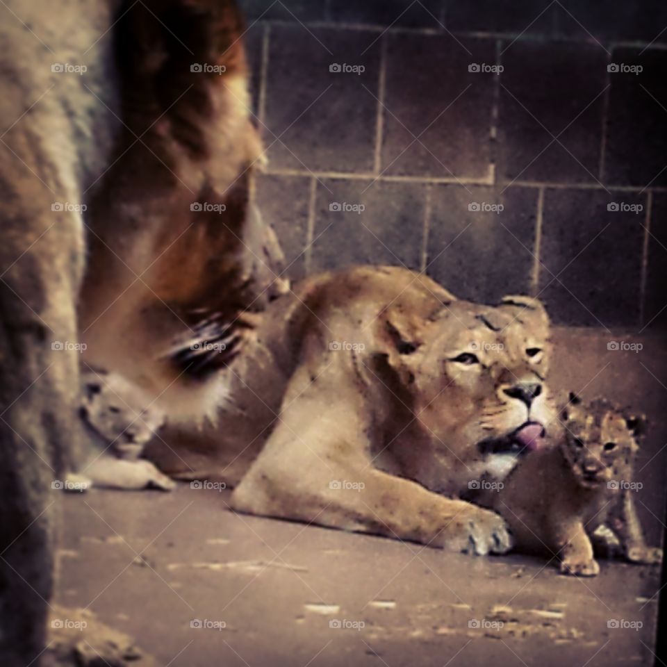 Cat, Lion, Mammal, No Person, Zoo