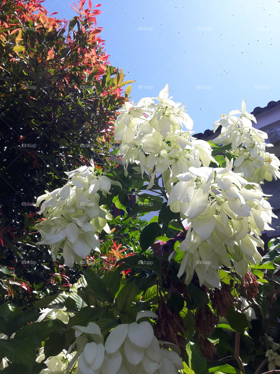flowers White