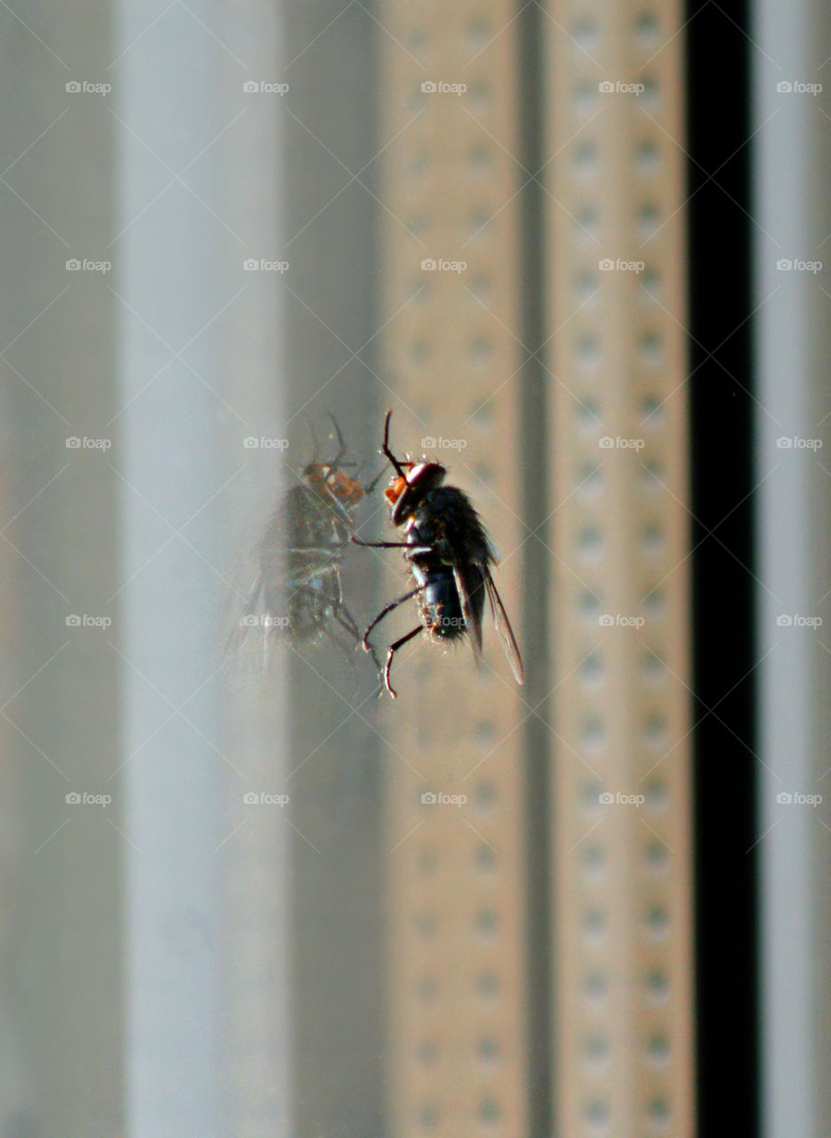 Semi Macro shot of a fly.