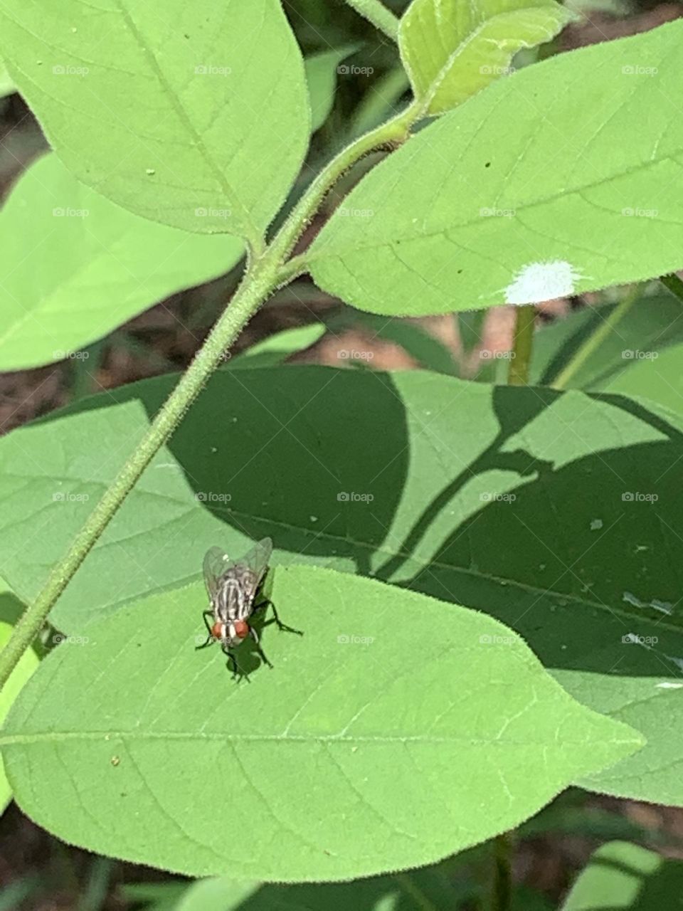 Your Best Macro shot, Countryside (Thailand)