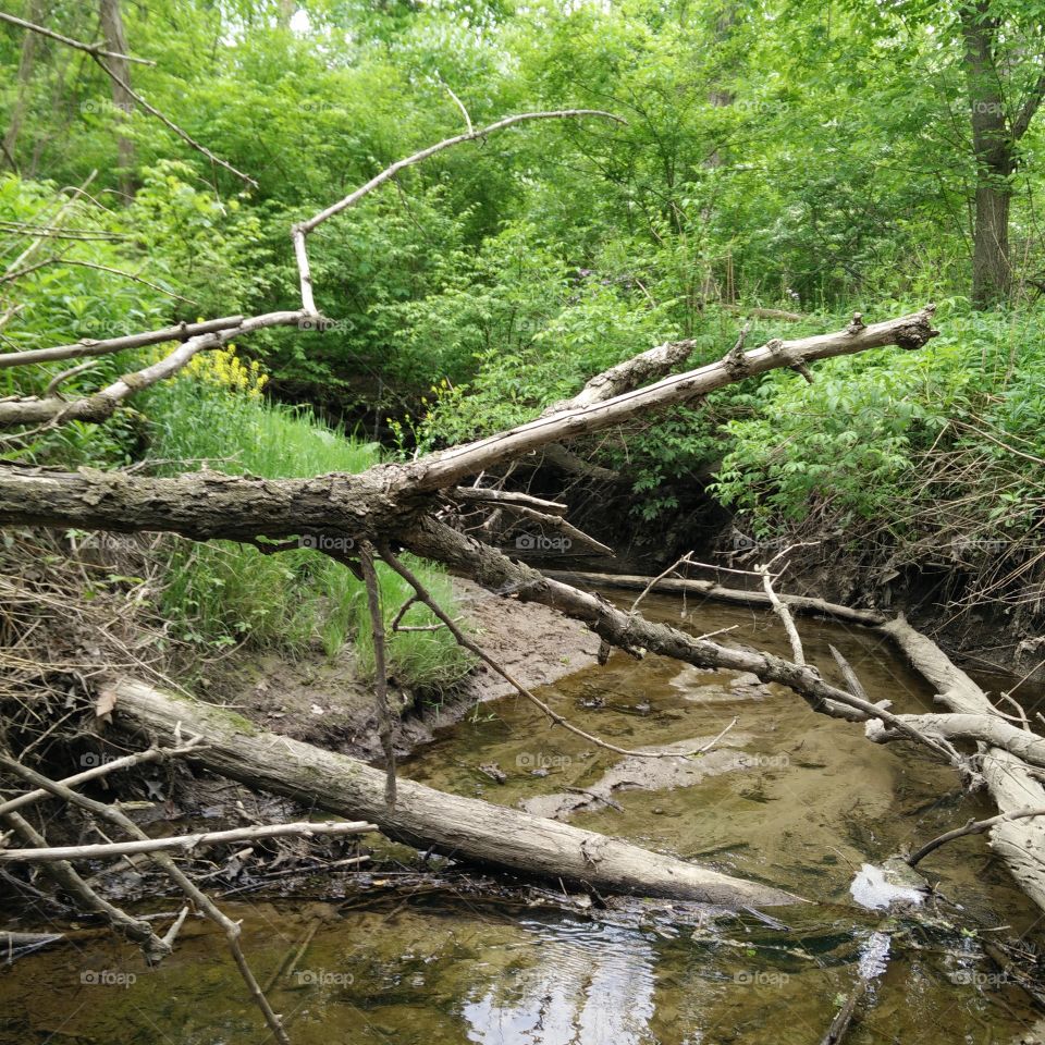 Creek in the Forest. Far off trail while deep in the woods, I had to cross through a small stream to get where I was going.