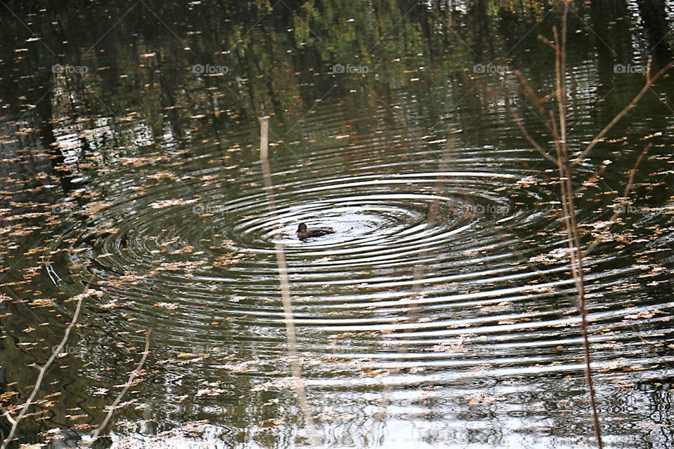 Duck in Lake