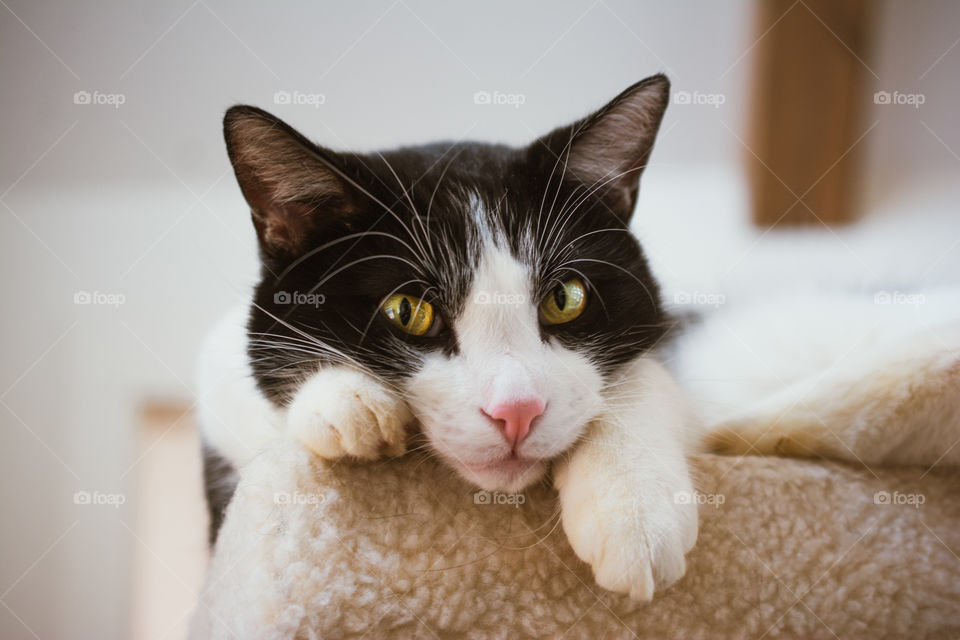 Black and White Cat with Gold Eyes Relaxing