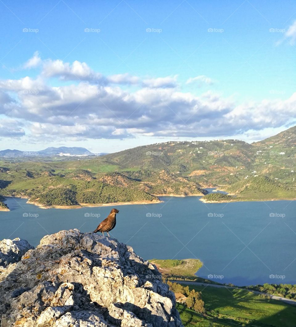 Little bird on a high rock