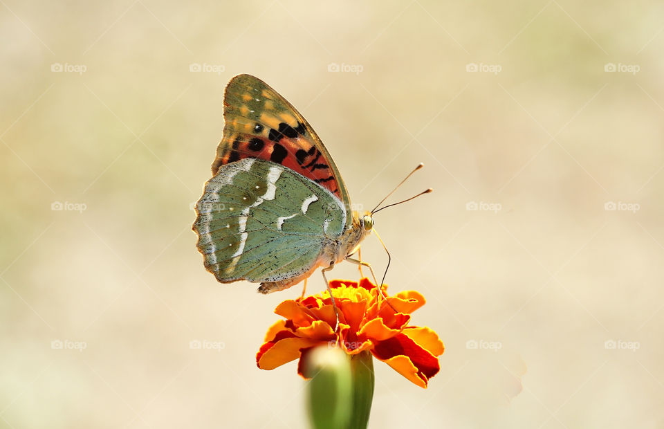 Beautiful butterfly