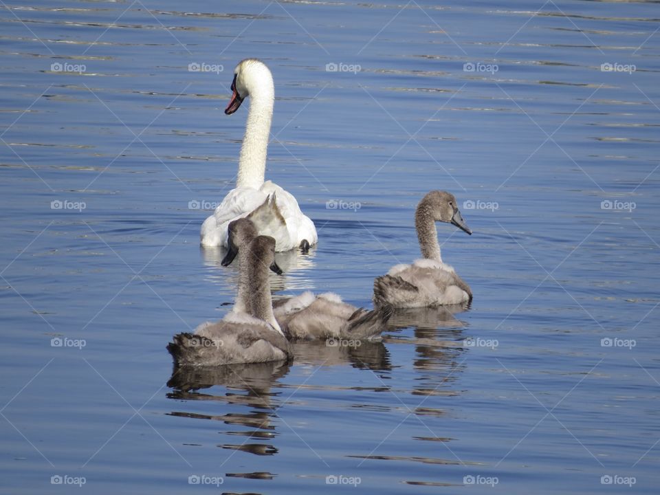 Swans