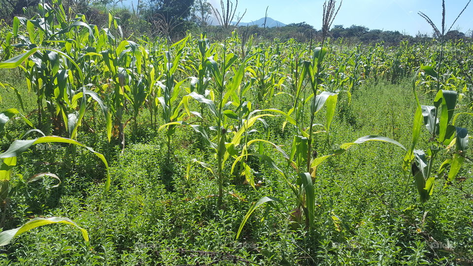 Green corn fields