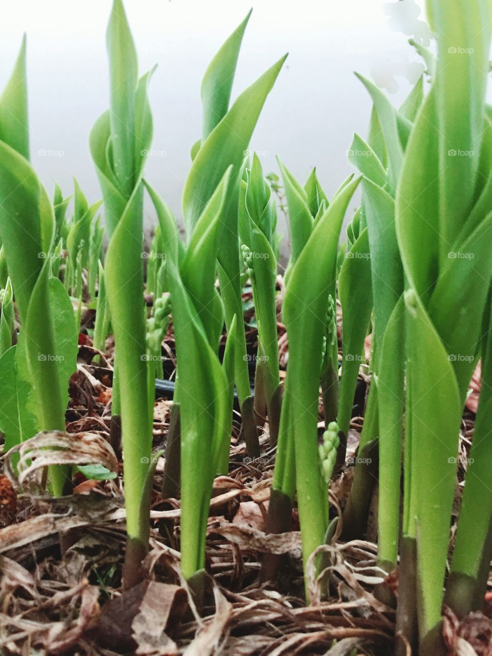 Lily of the valley shoots in spring 