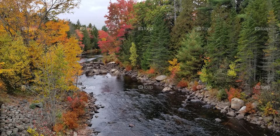 Fall Along Rt. 9 in Maine
